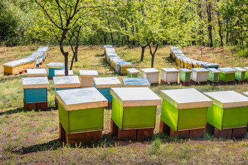 Field full of colorful wooden beehives.
Apiculture or Beekeeping industry.