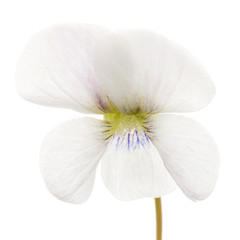 White flower of the violet, lat. Viola odorata, isolated on white background