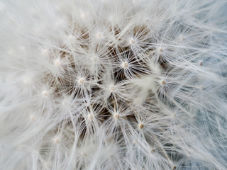 Macro dandelion seed background. Closeup of white, soft and airy flower. Concept of light wight and ecology. Spring and nature concept.