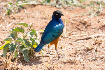 beautiful coloured superb starling in the african steppe