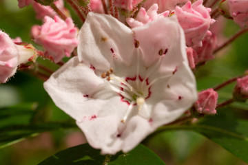 Mountain Laurel
