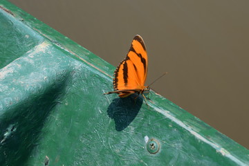 PERUVIAN BUTTERFLY