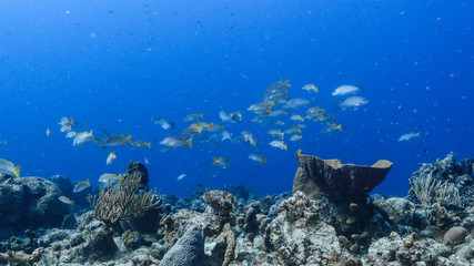 School of Schoolmaster Snapper in turquoise water of coral reef in Caribbean Sea / Curacao	