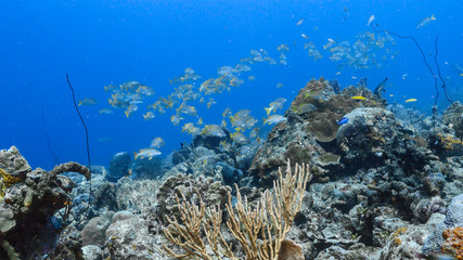 Fototapeta na wymiar School of Schoolmaster Snapper in turquoise water of coral reef in Caribbean Sea / Curacao 