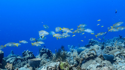 Fototapeta na wymiar School of Schoolmaster Snapper in turquoise water of coral reef in Caribbean Sea / Curacao 
