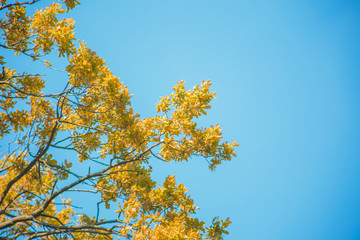 Fototapeta premium yellow tree blue sky