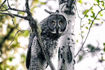great grey owl