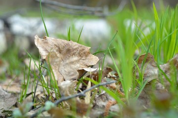 The first spring flowers and shoots.