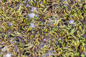 Green moss growth on surface of tree trunk bark. Close up macro photography.