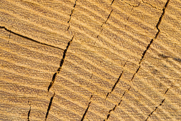 Wood grain cracks texture weathered, tree lumber trunk  cut close macro detail surface, crack stump log closeup ring circle textured section