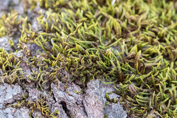 Moss green grass on tree trunk bark macro closeup shot with blurred bokeh. Nature wallpaper background.