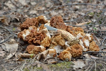 Picking mushrooms in the forest