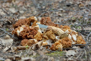 Picking mushrooms in the forest