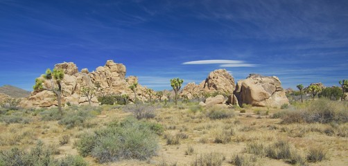 Joshua Tree National park
