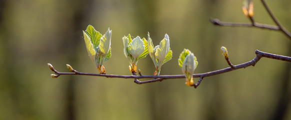 Spring buds young leaves sprouting fresh green branch, season nature growth trees bush renewal