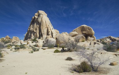 Joshua Tree National park