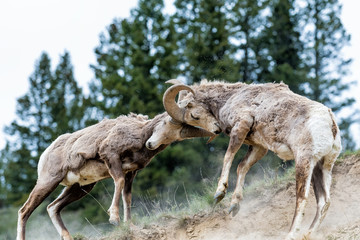 Bighorn sheep battling