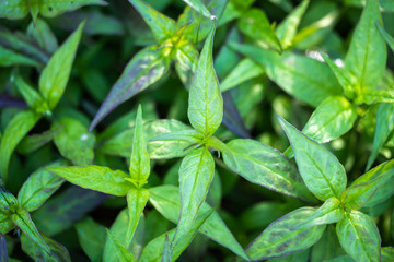 Basil leaves fresh green herb plant garden growing organic natural spring, macro close up texture detail healthy culinary aromatic freshness closeup