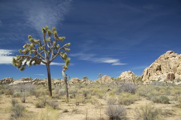 Joshua Tree National park