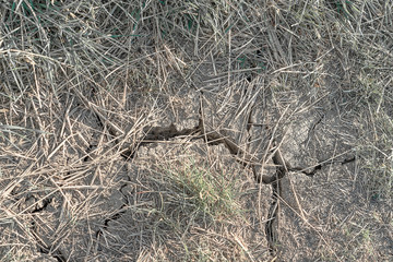 Obraz premium Trockenheit, Dürre , Klimaerwärmung