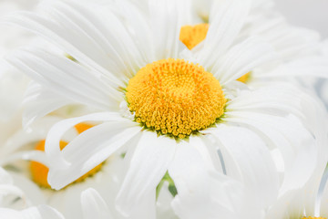 Beautiful white camomile close-up. Fresh spring flowers.