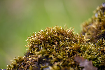 Green moss grass in the forest close up macro shot with blurred bokeh for nature wallpaper.