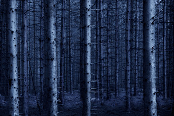 Spooky dark monochrome forest in blue evening light © Pink Badger