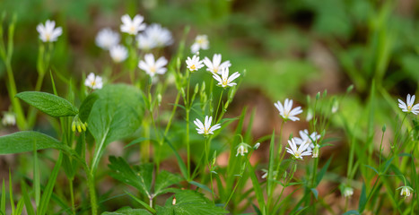 Small little tiny white flowers blossom macro closeup photography at meadow, lawn, field. Summer nature background.