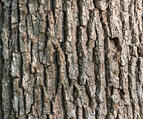 Tree trunk bark skin as texture pattern surface design element background.