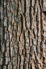 Close up of tree trunk bark textured surface pattern, wood background.