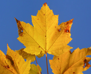 Yellow leaf against a blue background