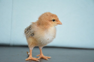chicks are very cute with their colors and feathers