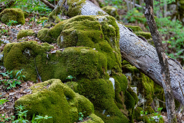 Close up of rick stone and fallen tree trunk covered with green moss int the forest