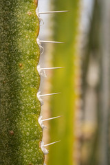 cactus thorns close up