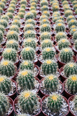 Fototapeta premium Small baby cactus in pots for background