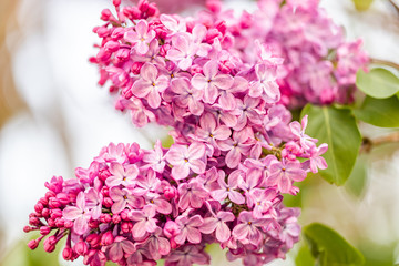 Purple lilac flower tree blossom macro nature background.