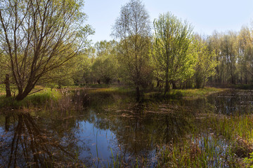 Landscape of spring, floodplain green forest with beautiful shadows and blue sky. A small island with trees in the middle of the water. Wild.