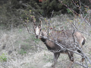 rebeco a traves de un arbol