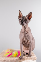 Portrait of a pretty sphinx indoors, bald cat, the cat is on a scratching post, full body, on a...