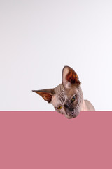 Portrait of a pretty sphinx indoors, bald cat looking around over a purple empty board with space...