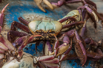 Ucides cordatus, the swamp ghost crab, is a crab in the genus Ucides. U. cordatus has two distinct pinchers. Its left pincher for to cut and the other one, is much larger and used to crush.