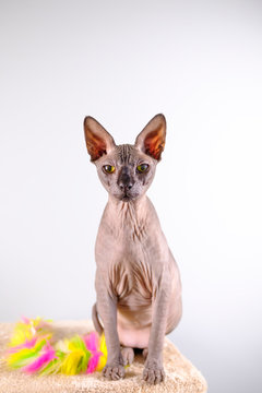 Portrait of a pretty sphinx indoors, bald cat, the cat is on a scratching post, full body, on a white background, with space for copy, focus on eye