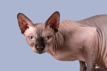 Portrait of a pretty sphinx indoors, bald cat, the cat is on a scratching post, half body, on a purple background, with space for copy, focus on eye