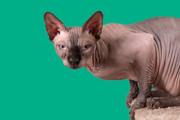 Portrait of a pretty sphinx indoors, bald cat, the cat is on a scratching post, half body, on a...