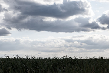 Obraz premium Young green wheat corn grass sprouts silhouette field. Greyscale dark rainy mood spring day with clouds in countryside agriculture