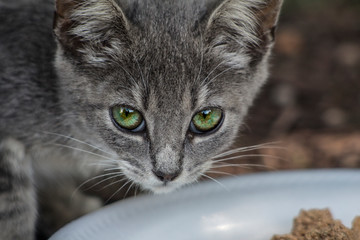 Cute Kitten Green Eyes 