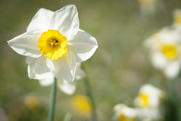 Beautiful detail colorful macro close up of the random spring flowers in nature. They begin to bloom.