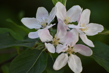 apple tree flower