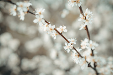 Beautiful detail colorful macro close up of the random spring flowers in nature. They begin to bloom.
