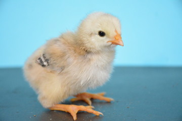 chicks are very cute with their colors and feathers